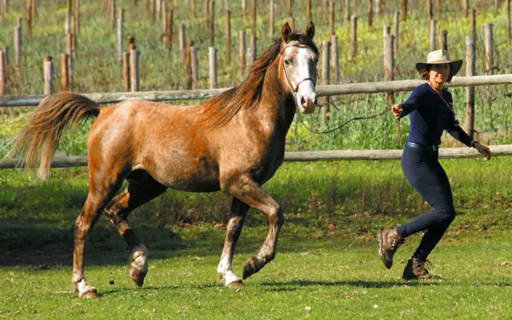 Liane Bonyl Arabian Horses