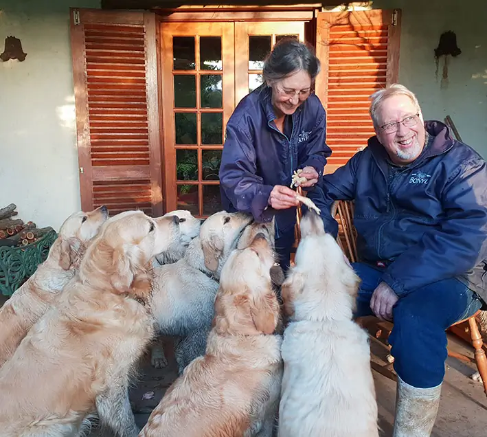 Bonyl Golden Retrievers Pack