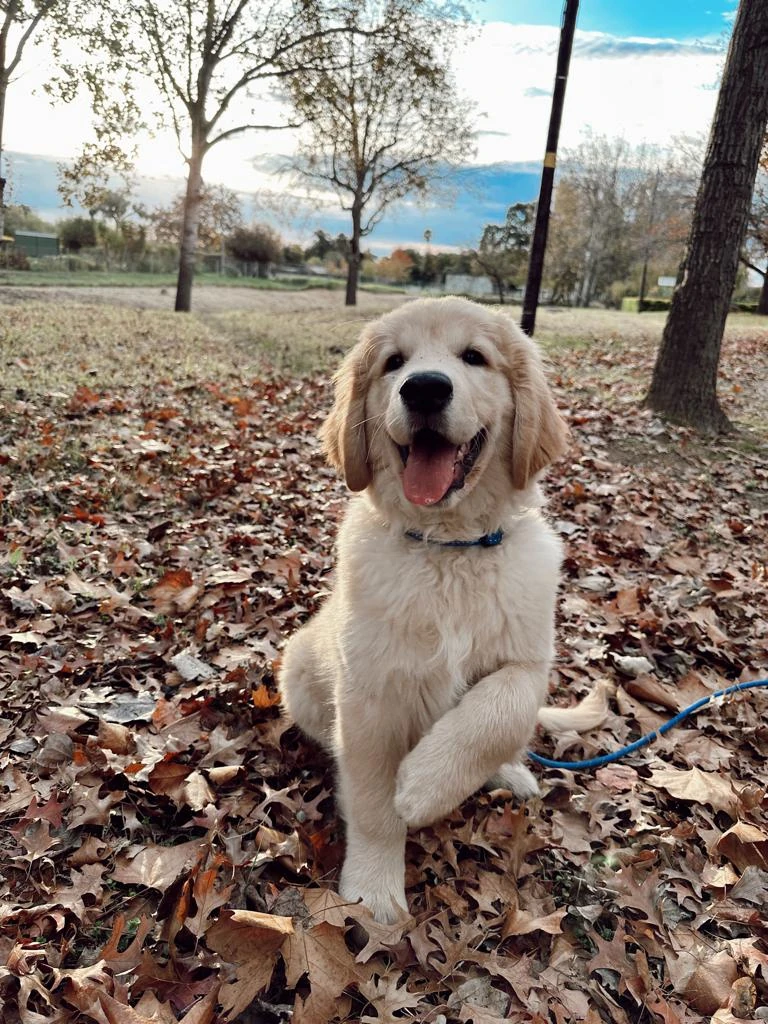 Golden Retrievers puppy reflection